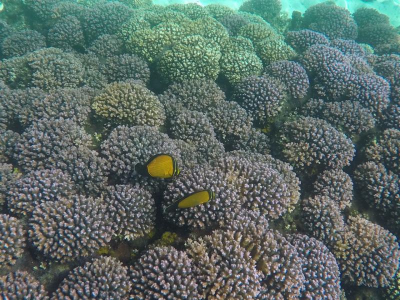 snorkeling in Muscat