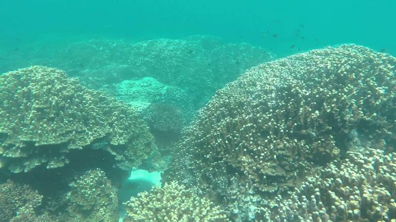 Dimaniyat Island Snorkeling