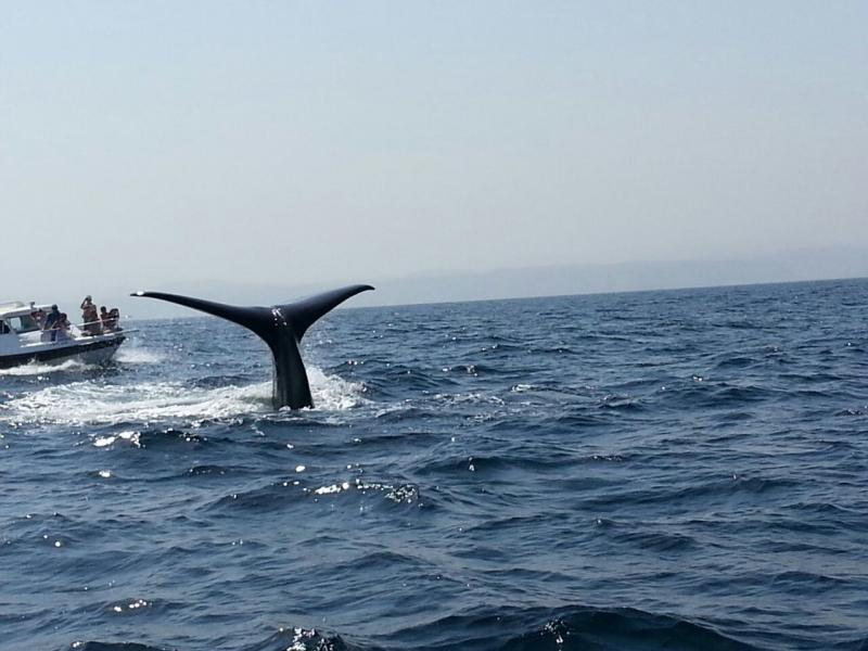 Dolphin Watching in Oman