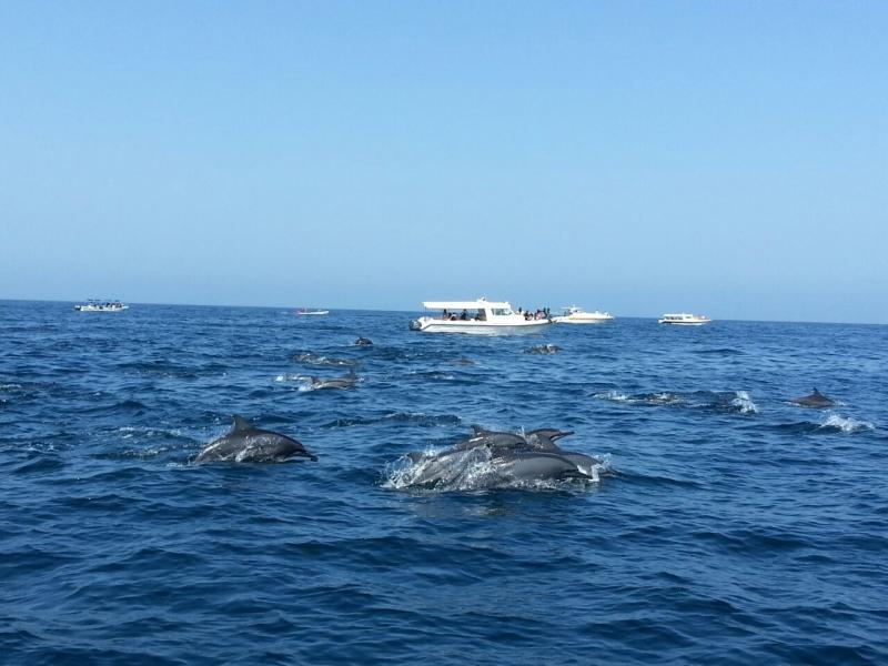dolphin watching Muscat