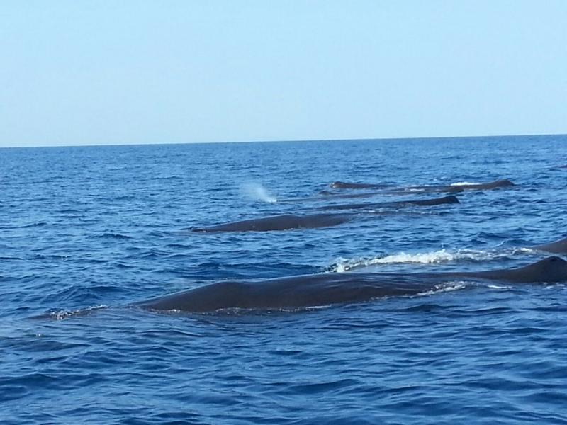 Snorkeling in Muscat 
